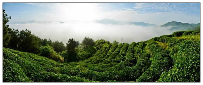 铜奖  宛百里《高山云雾茶》