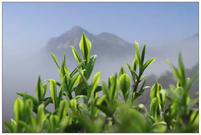 优秀奖  范建成《茶香天育雾里青》