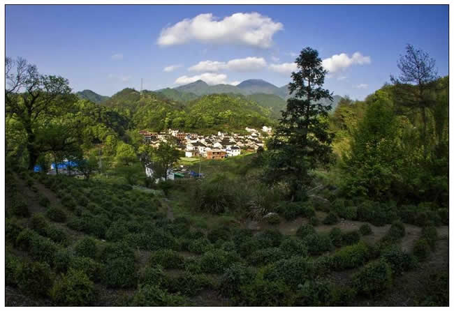 优秀奖  束从余《富硒茶乡大山村 》