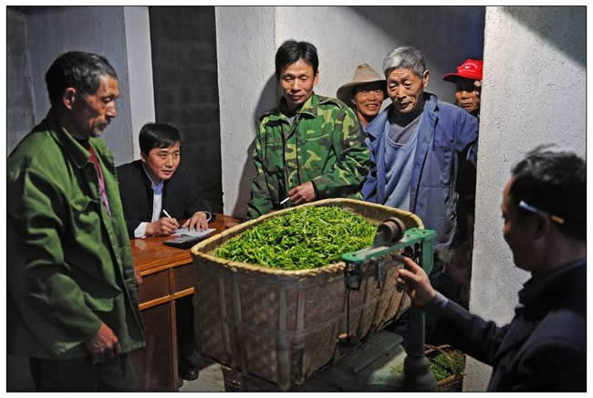 优秀奖  朱玮《春山焙茶忙》组照