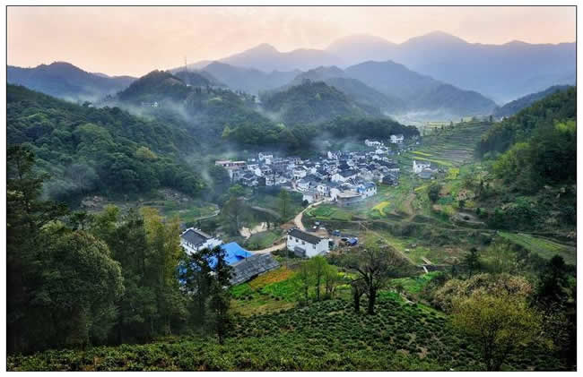 优秀奖  朱玮《富硒野茶地气涌》