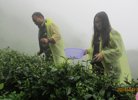 雨中乐采雨前茶天方茶山添新主